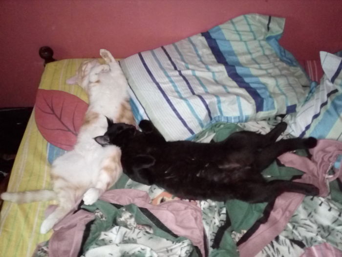 Sleeping Like A Boss On Our Bed, Day & Night!