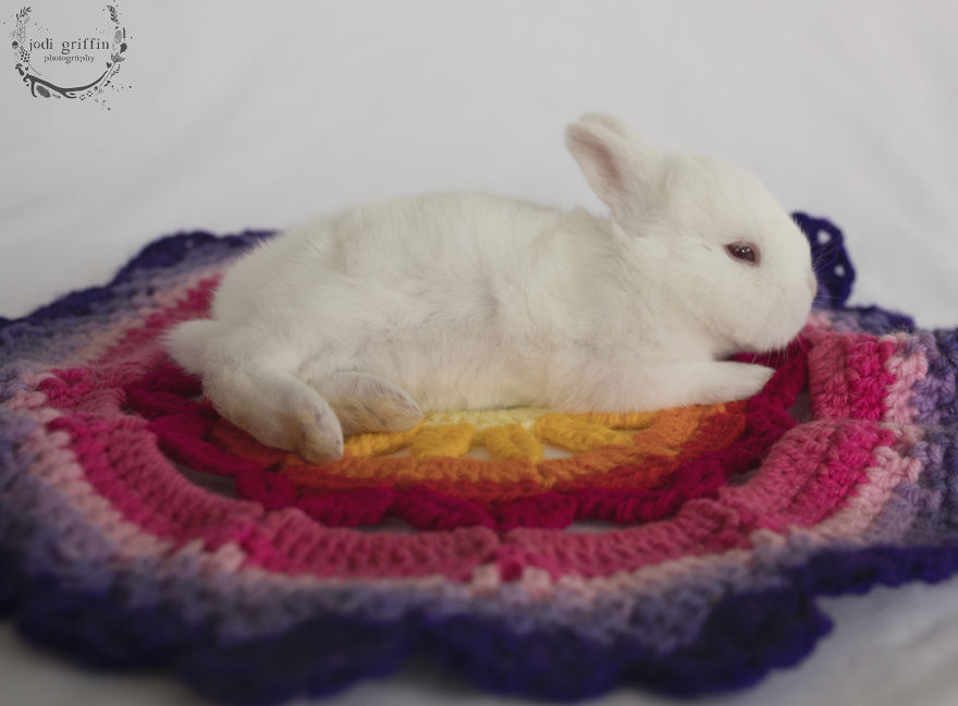 When A Bunny Has Babies