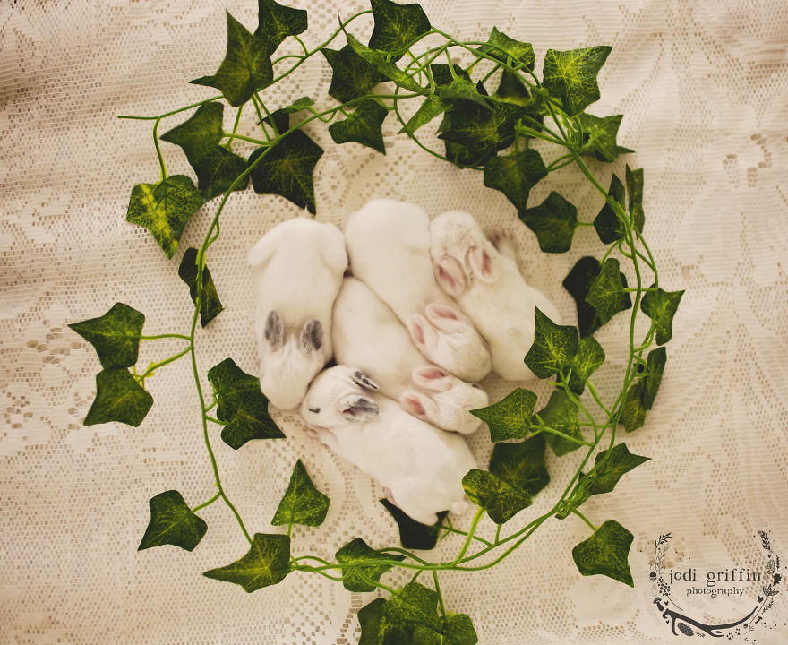 When A Bunny Has Babies