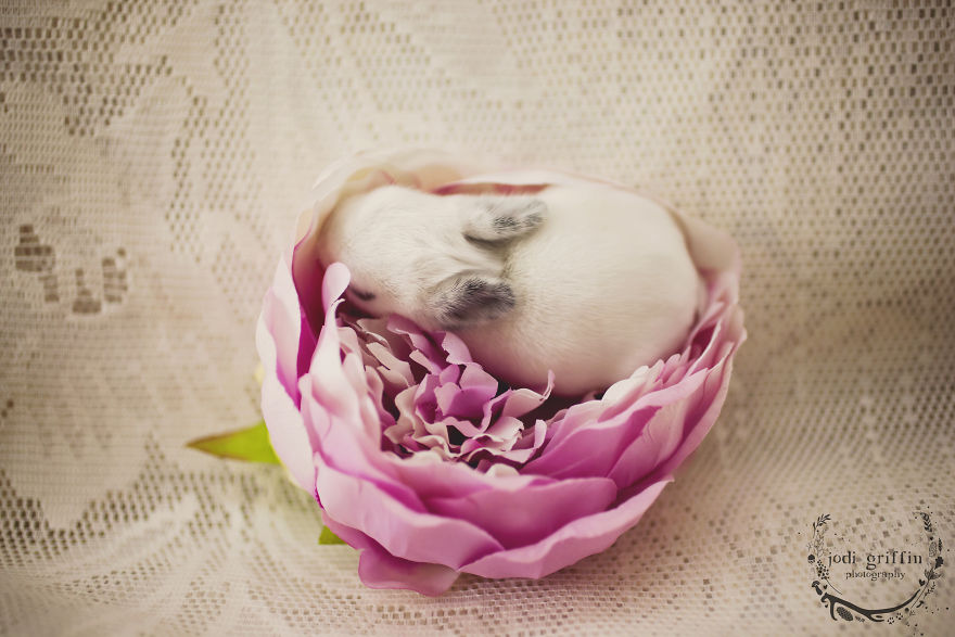 When A Bunny Has Babies