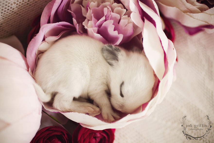 When A Bunny Has Babies