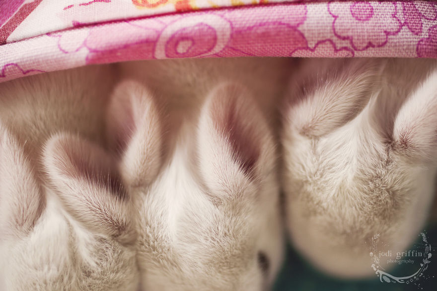 When A Bunny Has Babies