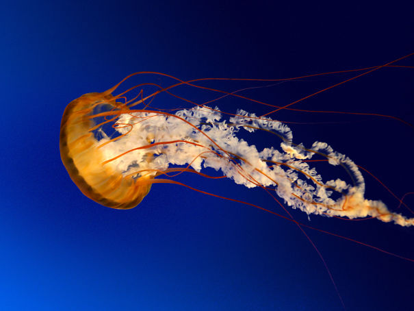 Jellyfish-5ab2f7124ec1d.jpg