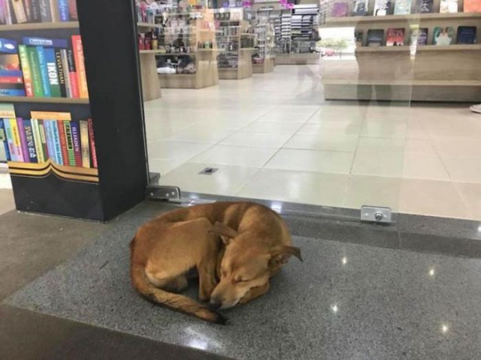 Stray Dog Steals Book From Bookstore, Goes Viral After They Notice Which Book Is Missing