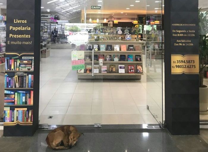 Stray Dog Steals Book From Bookstore, Goes Viral After They Notice Which Book Is Missing