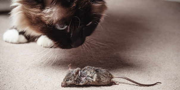 Some Of The Happiest (And Funniest) Facts You'll Ever Read