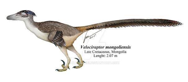 Velociraptor-Mongoliensis-5a9837ffc4bdc.jpg