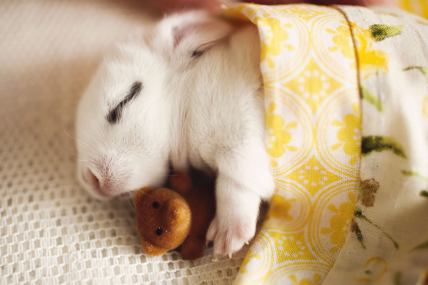 When A Bunny Has Babies