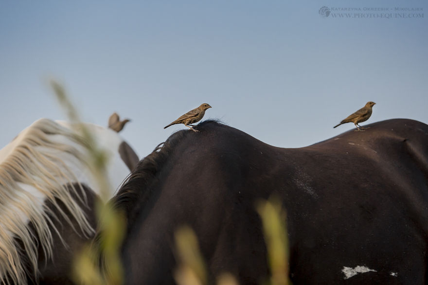 Feathered Guardians Of The Western Prairies