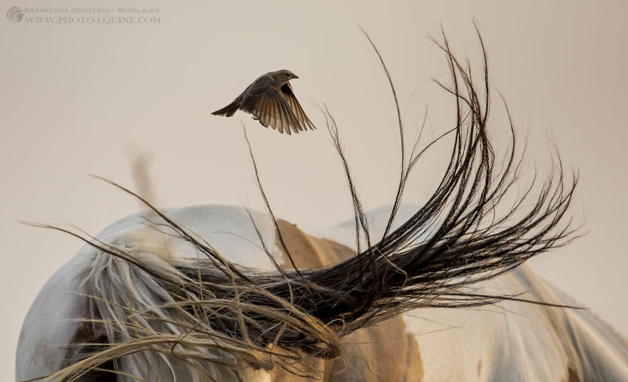 Feathered Guardians Of The Western Prairies