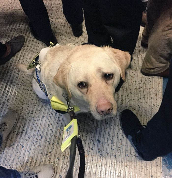 Blind Man Left In 'Tears' After Nobody Gave Up Their Seat For Him And His Guide Dog On The Train