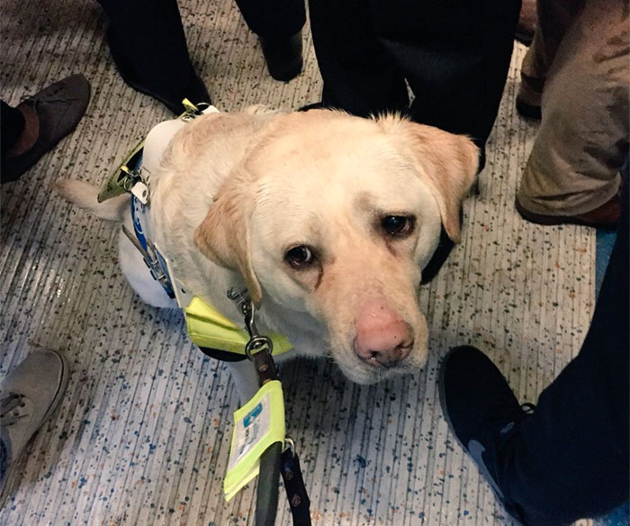 Blind Man Left In ‘Tears’ After Nobody Gave Up Their Seat For Him And His Guide Dog On The Train