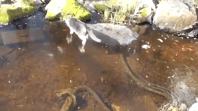 Cat "Walks" On The Water When Trying To Hunt A Fish And The Result Is Hilarious