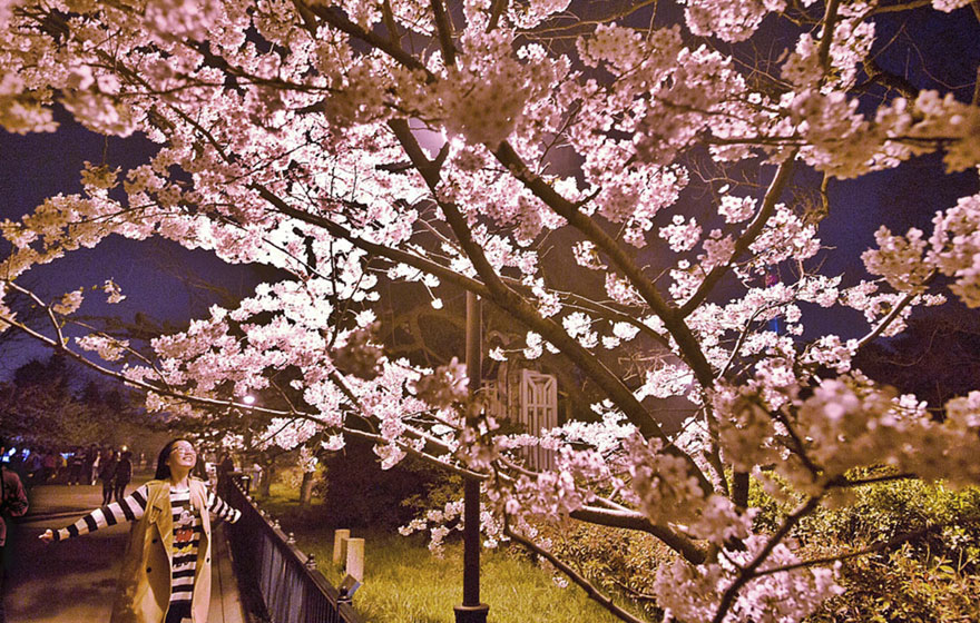 Cherry blossoms dating online in Kunming