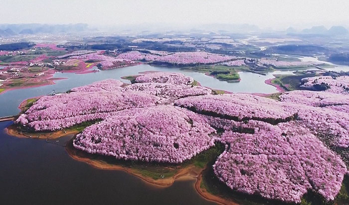Cherry Blossoms Have Just Bloomed In China, And It’s Probably One Of The Most Amazing Sights On The Planet