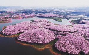 Cherry Blossoms Have Just Bloomed In China, And It's Probably One Of The Most Amazing Sights On The Planet