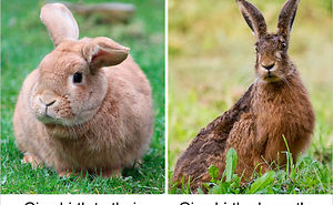 20+ ‘Same’ Things That Most People Don't Know Are Actually Different