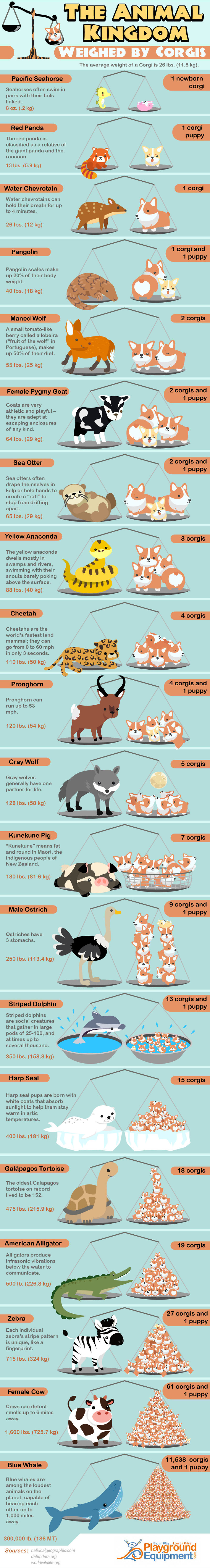 The Animal Kingdom Weighed By Corgis
