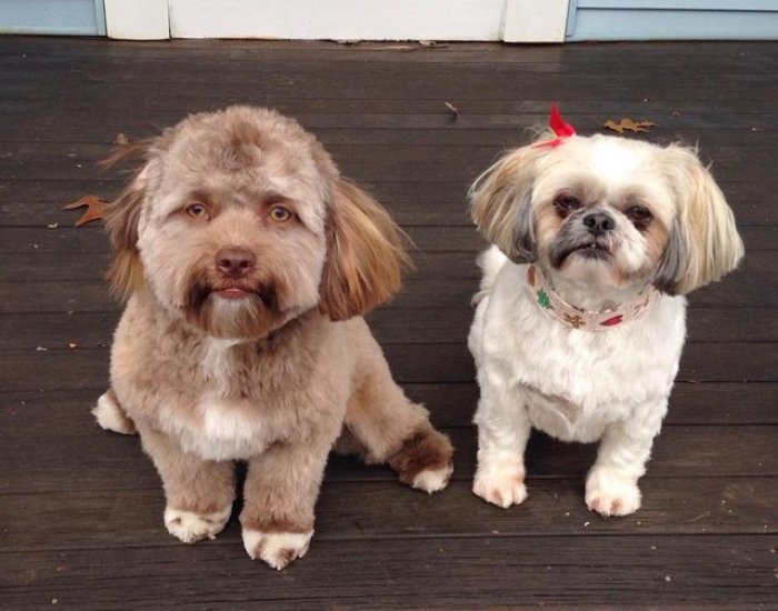 This Dog Has A ‘Human Face’ And It Will Make You More Uncomfortable The Longer You Stare At It