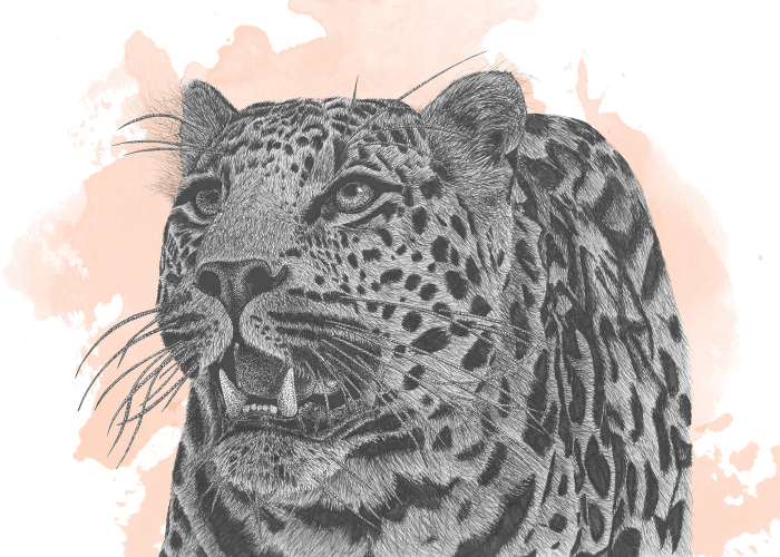 Immortalizing The Most Mortal Of Animals: How I Use My Pen To Keep Species Alive