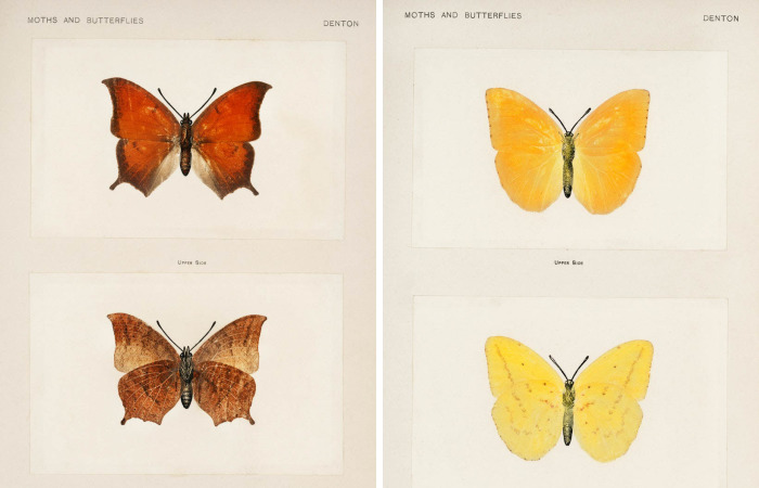 Over 10,000 Real Butterflies Are Captured To Create A Collection Of These Breathtaking 19th Century Vintage Illustrations