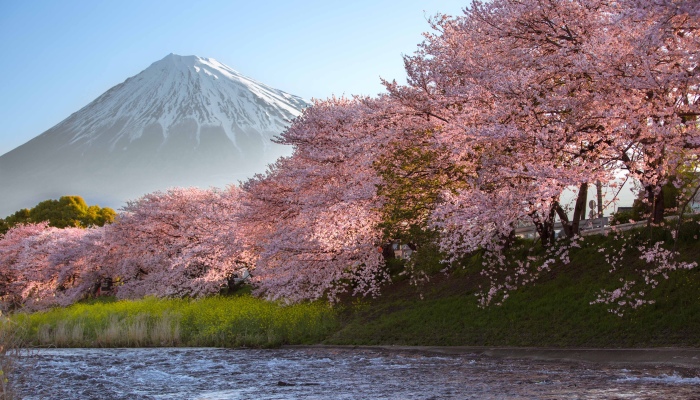 Beauty Of Blooming Sakuras Captured In Gorgeous Pictures