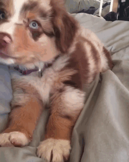 Puppy Doesn't Want To Get Out Of Bed