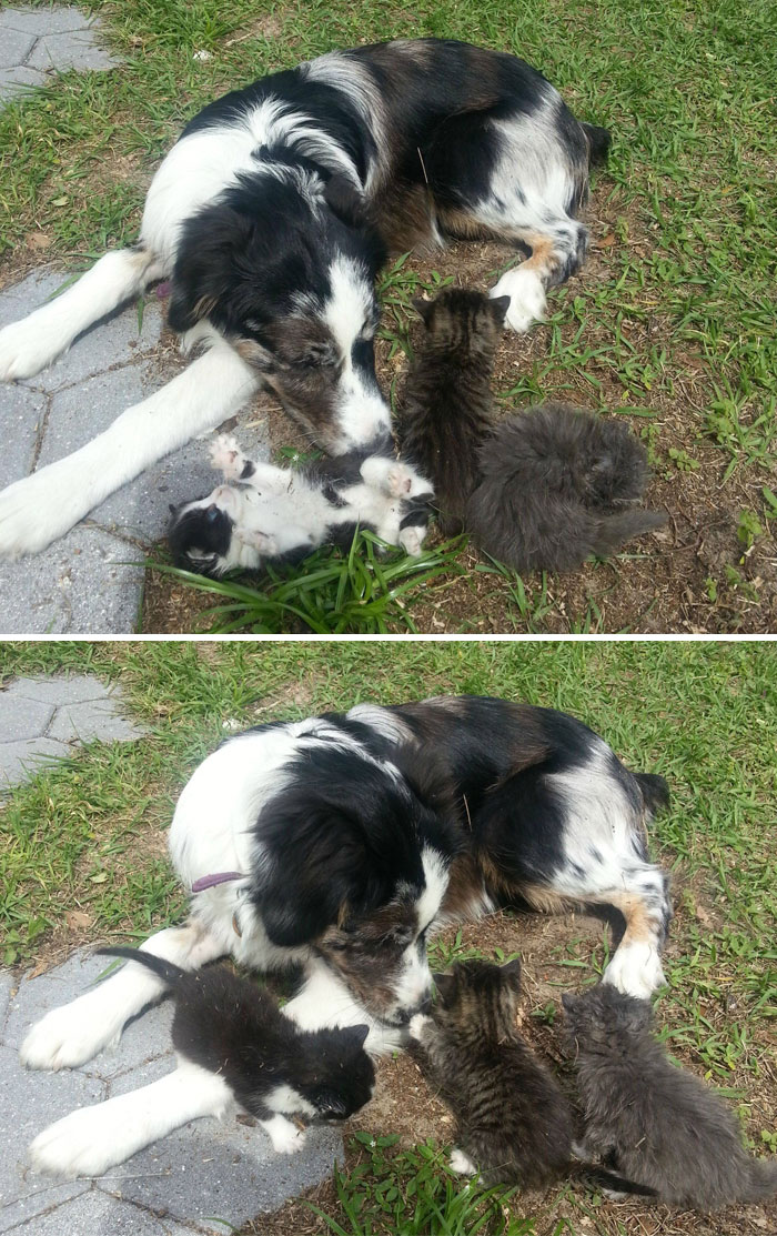 We Found Some Kitties Emerging From Under The Shed During A Tornado Warning. Our Five Month Old Aussie Seems To Have Adopted Them. I Give You Abby And The Catbabies