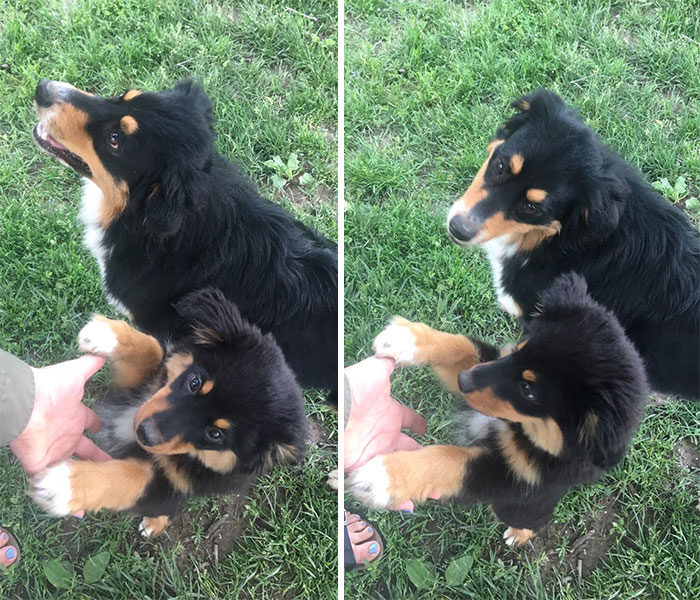My Little Aussie Girl Met A Big Boy Version Of Herself Today At The Dog Park!