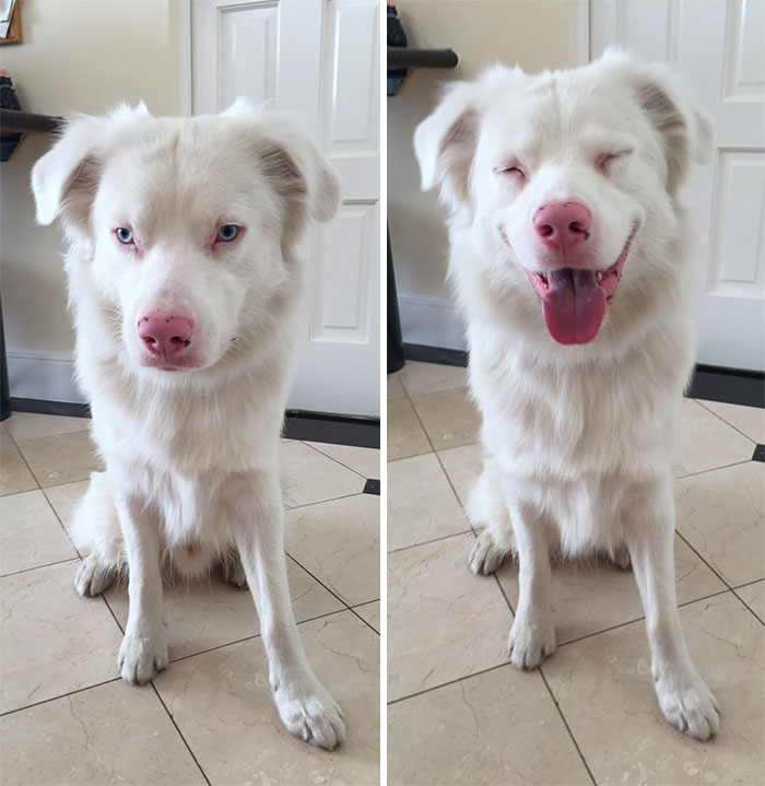 Before And After I Sign Good Boy To My Deaf Dog