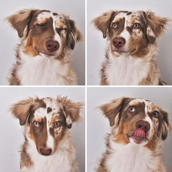 The Many Faces Of Goose