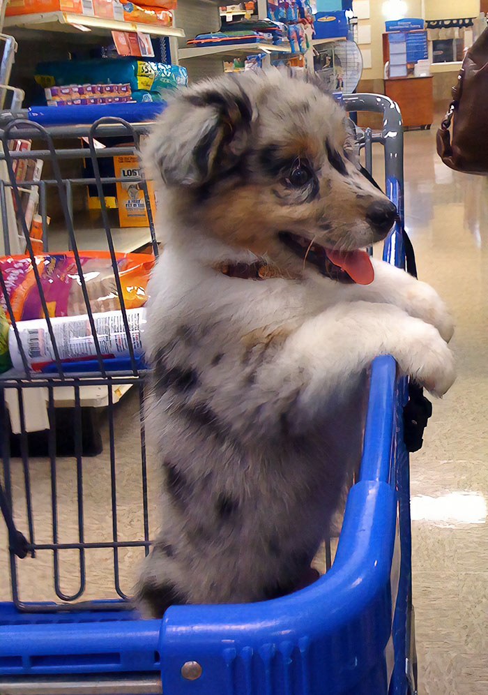 My Aussie's First Trip To The Pet Store