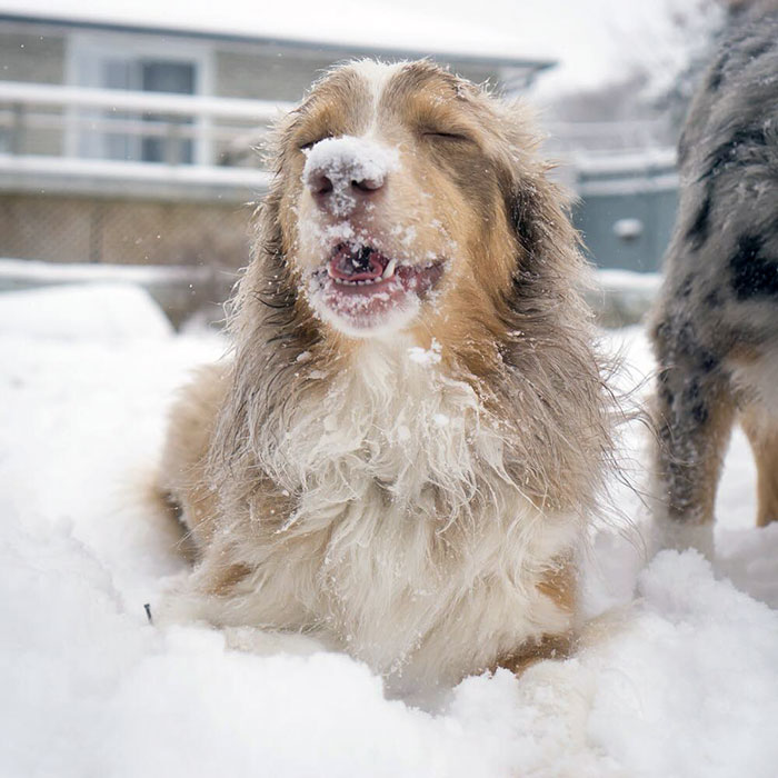 Aussie Dog Logic: I'm Hungry. Snow Is Food. Om Nom Nom