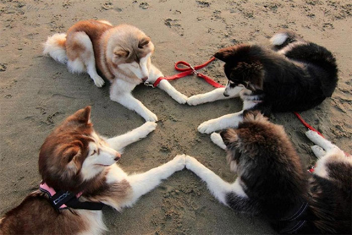 Huskies Trying To Summon Satan