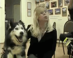 This Husky's First Time On TV