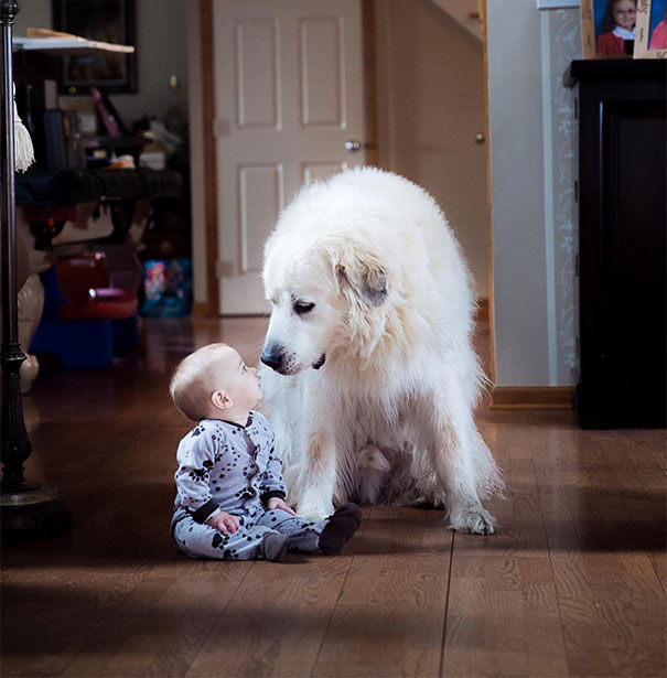 My 7-Month-Old Son Was Sitting Playing When My Wife's Great Pyreneese Walked Up And Sat Beside Him. One Of The Greatest Moments That I'm Thankful To Have Captured