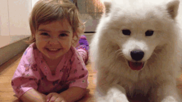 Samoyed Puppy And Baby, Partners In Crime