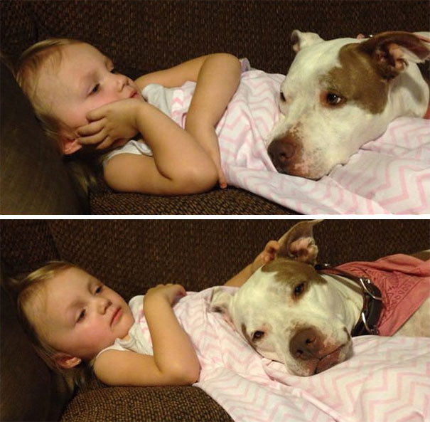 My Daughter Isn't Feeling Well Tonight, And My Dog Won't Leave Her Side.. I Think She's Just In It For The Free Ear Rubs But It Is Sweet Nonetheless!