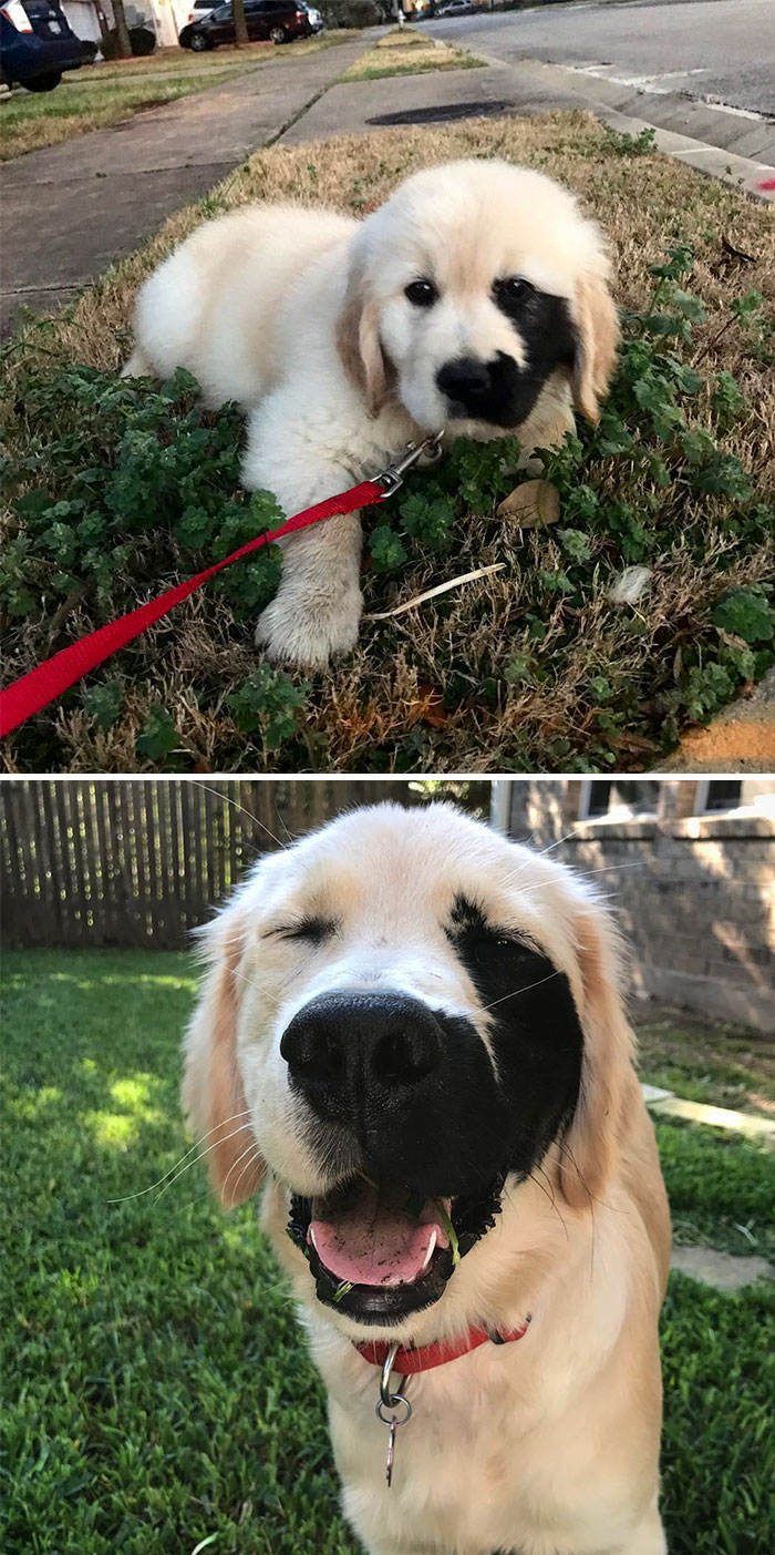 This Golden Retriever Has A Black Birthmark On The Left Side Of His Face