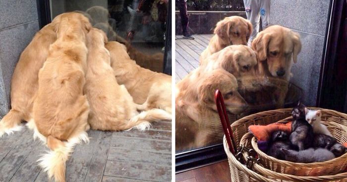 20 Times Retrievers Proved They Are The Best Dogs Ever