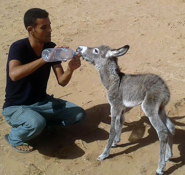 Our Friend Helps A Baby Donkey In The Heat Of Summer. Even Animals Suffer In The Environment