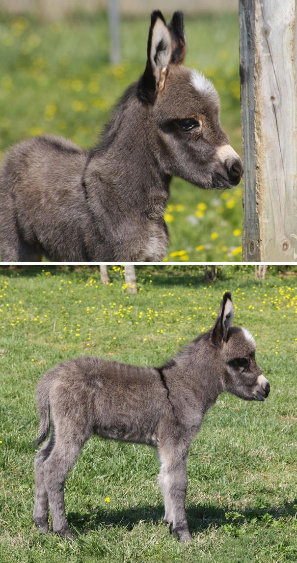 Cute Mini Donkey