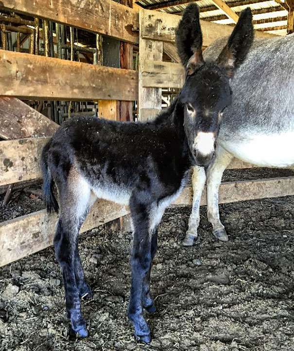 1-Day-Old Donkey