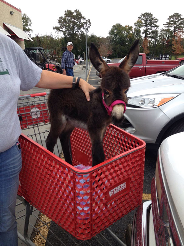 Baby Donkey Out Shopping