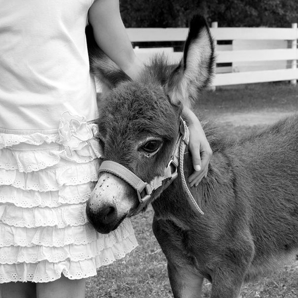 Girl And Baby Donkey