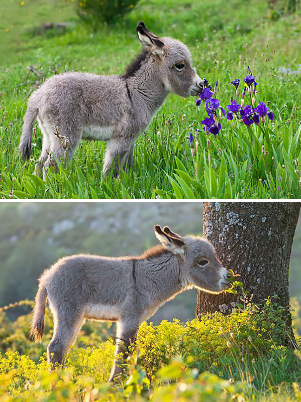 Baby Donkey Smelling Flowers