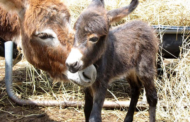 Baby Donkey With His Mother