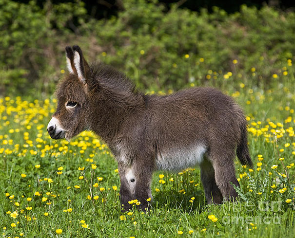One-Month-Old Miniature Donkey In A Meadow Full Of Buttercups