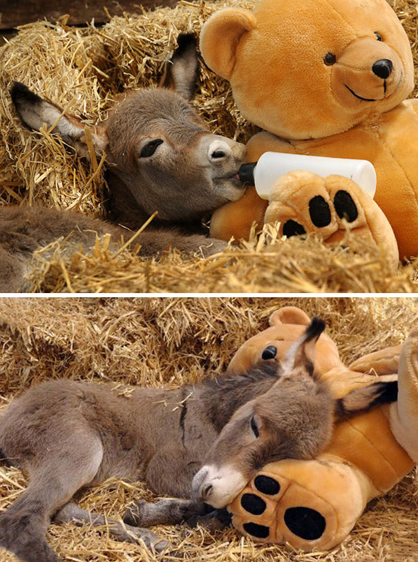 Sparky The Week-Old Miniature Donkey At Ashington Park Stud In Melbourne, Australia, Has A Surrogate Mum And Companion In The Form Of A Teddy Bear Called Ted. Sparky Was Rejected By His Mother After A Difficult Birth And Now Relies On Carer Sarah-Jane Lov