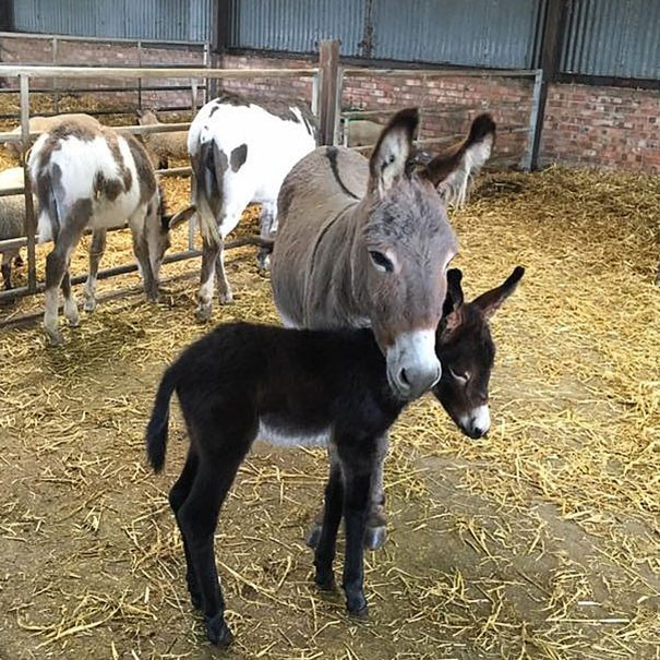How Cute Is Our Latest Arrival? Welcome To The World, Little Foal! And Congratulations To Mum, Smokey